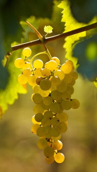 Como é Feito o Vinho? Descubra o Caminho da Uva à Garrafa
